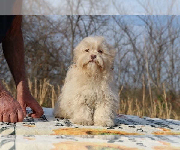 Medium Photo #33 ShihPoo Puppy For Sale in DYERSBURG, TN, USA