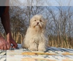 Small #32 ShihPoo
