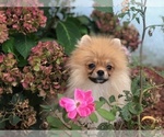 Small Photo #1 Pomeranian Puppy For Sale in BRICK, NJ, USA