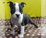 Puppy Minnie Boston Terrier