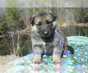 German Shepherd Dog Puppy for sale in PIEDMONT, MO, USA