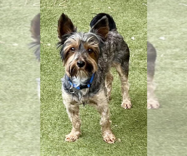 Medium Photo #1 Mutt Puppy For Sale in Menifee, CA, USA
