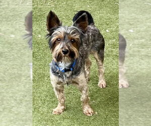 Mutt Dogs for adoption in Menifee, CA, USA