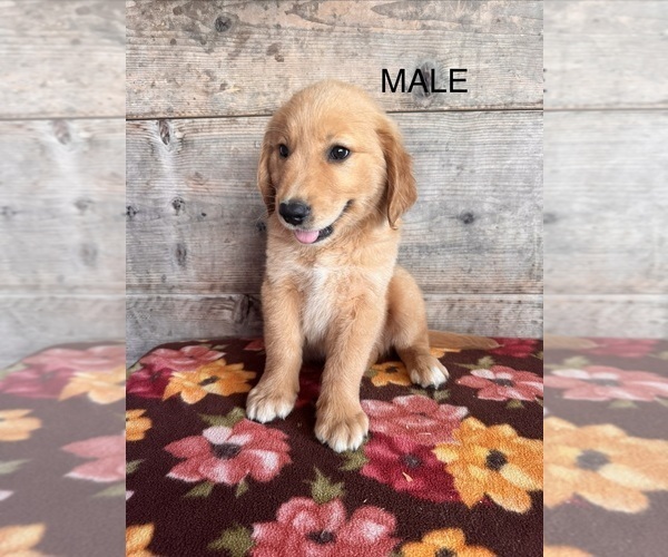 Medium Photo #6 Golden Retriever Puppy For Sale in VERMONTVILLE, MI, USA