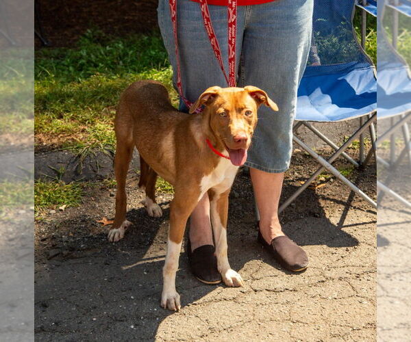 Medium Photo #5 Mutt Puppy For Sale in Canton, CT, USA