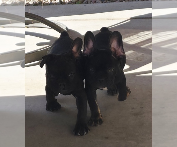 Medium Photo #1 French Bulldog Puppy For Sale in MARICOPA, AZ, USA