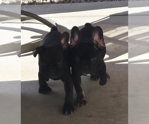French Bulldog Puppy for sale in MARICOPA, AZ, USA
