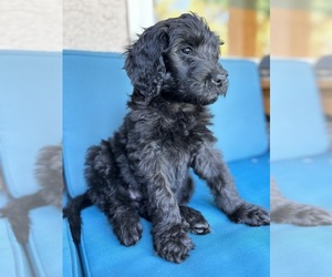 Labradoodle Puppy for Sale in GILBERT, Arizona USA