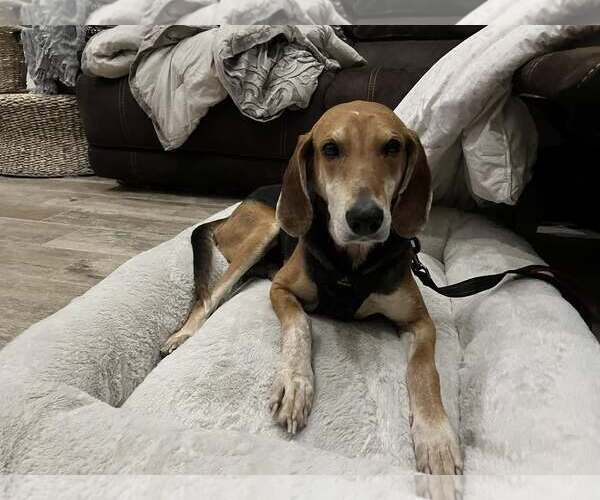 Medium Photo #3 Beagle Puppy For Sale in Tampa, FL, USA