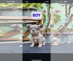 Small #11 French Bulldog