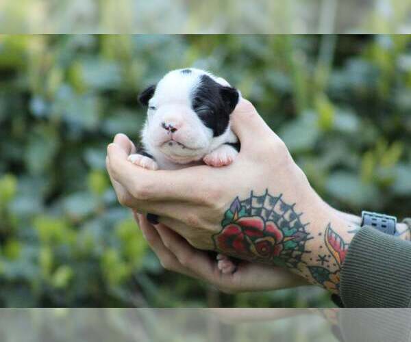 Medium Photo #1 Boston Terrier Puppy For Sale in PUYALLUP, WA, USA