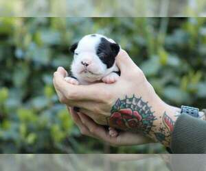 Boston Terrier Puppy for sale in PUYALLUP, WA, USA