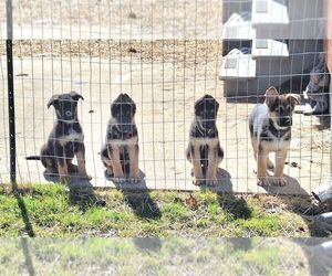 German Shepherd Dog Puppy for sale in ANDOVER, OH, USA