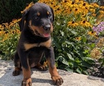 Small #7 Rottweiler