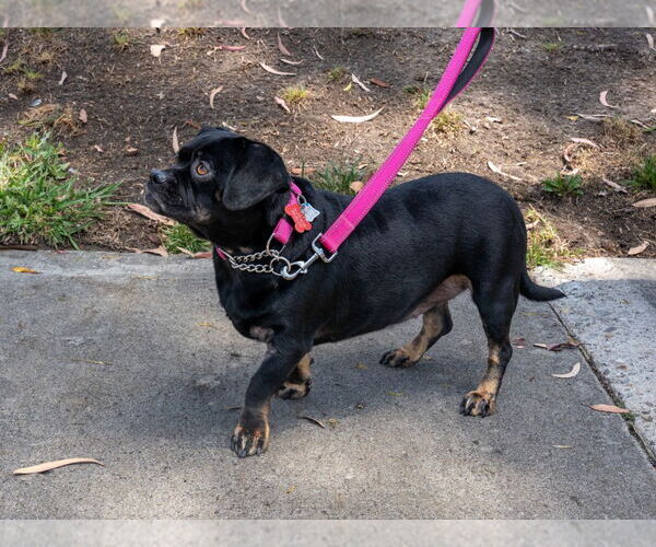 Medium Photo #16 Pug-Unknown Mix Puppy For Sale in Lake Forest, CA, USA