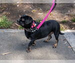 Small #15 Pug Mix