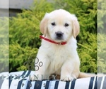 Small Golden Retriever