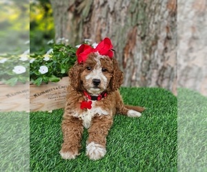 Goldendoodle (Miniature) Puppy for sale in INDIANAPOLIS, IN, USA