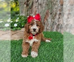 Small Goldendoodle (Miniature)