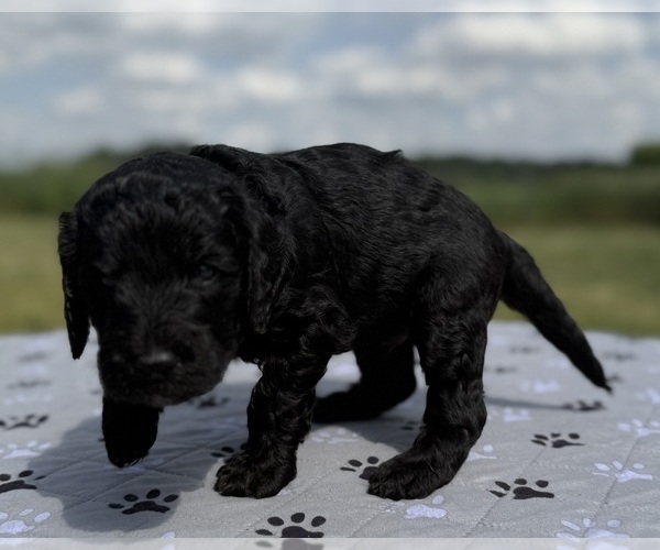 Medium Photo #3 Goldendoodle Puppy For Sale in HOWARD CITY, MI, USA