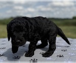 Small #2 Goldendoodle