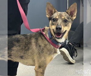 Catahoula Leopard Dog-Jack Russell Terrier Mix Dogs for adoption in Washington, DC, USA