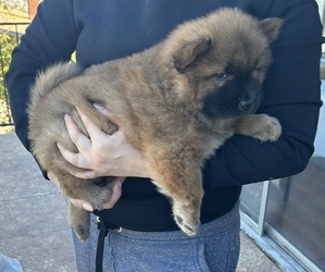 Chow Chow Puppy for sale in ROWLAND HEIGHTS, CA, USA