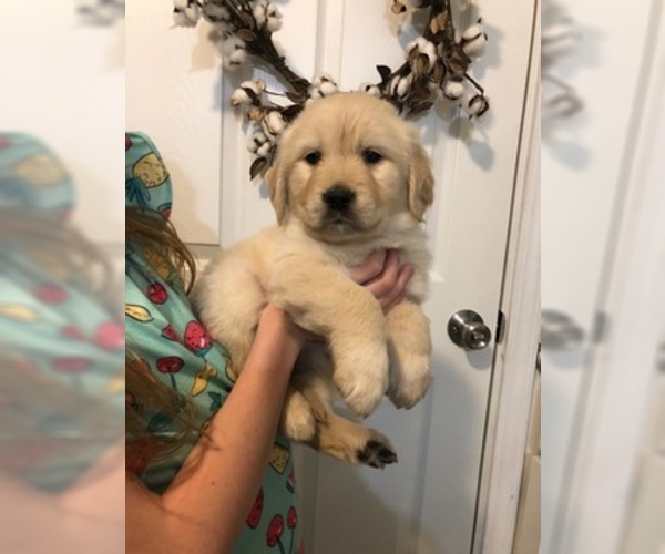 Medium Photo #28 Golden Retriever Puppy For Sale in PRYOR, OK, USA
