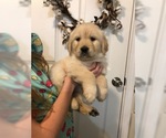 Small Photo #28 Golden Retriever Puppy For Sale in PRYOR, OK, USA