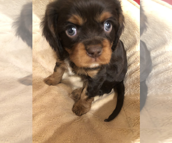 Medium Photo #1 Cavalier King Charles Spaniel Puppy For Sale in AURORA, CO, USA