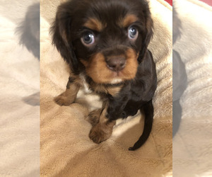 Medium Cavalier King Charles Spaniel