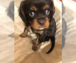 Puppy 2 Cavalier King Charles Spaniel