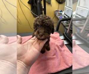 Goldendoodle Puppy for sale in WOODLEAF, NC, USA