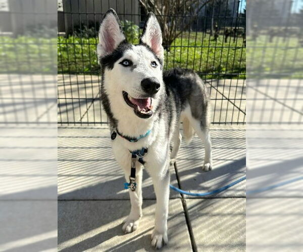 Medium Photo #1 Siberian Husky Puppy For Sale in Sacramento, CA, USA