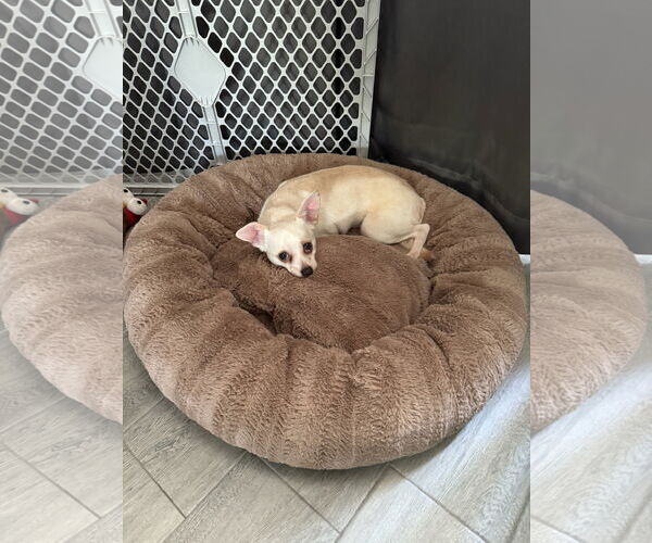 Medium Photo #5 Chihuahua Puppy For Sale in Orlando, FL, USA
