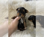 Small Photo #8 Yorkshire Terrier Puppy For Sale in HAYWARD, CA, USA