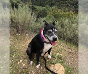 Marni - Female Boxer-Unknown Mix Dog for Adoption - Photo #23