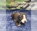 Small #23 Catahoula Leopard Dog
