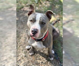 Mikey - Male Mutt Dog for Adoption - Photo #3
