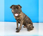 Small #1 Mastiff Mix