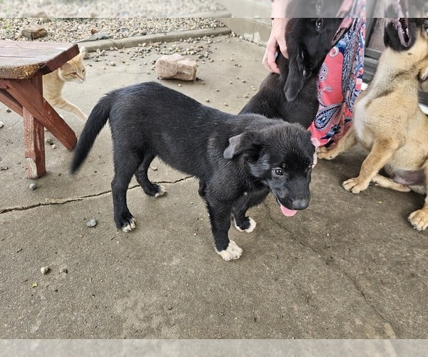 Medium Photo #8 Border Collie-Mastiff Mix Puppy For Sale in BANCROFT, NE, USA