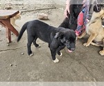 Small #7 Border Collie-Mastiff Mix