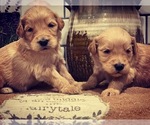 Small Photo #18 Goldendoodle Puppy For Sale in GOODLETTSVILLE, TN, USA