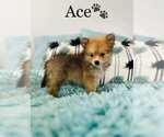 Small Photo #3 Pomeranian Puppy For Sale in ALGOOD, TN, USA