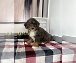Small Photo #6 Bernedoodle (Miniature) Puppy For Sale in FRANKLIN, IN, USA