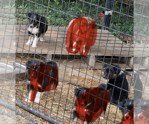 Australian Shepherd Puppy for sale in FAIRFIELD, IL, USA