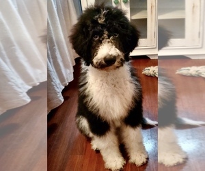 Bernedoodle Puppy for sale in HENDERSON, NV, USA
