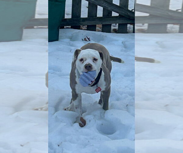 Medium Photo #13 Mutt Puppy For Sale in Mount Laurel, NJ, USA