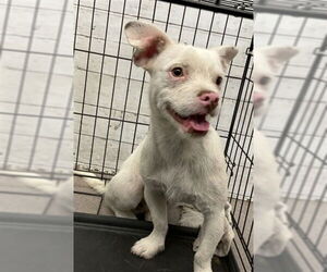 Mutt Dogs for adoption in San Bernardino, CA, USA