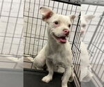 Small Mutt